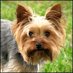 Kotbeutel-Spender & Beutel