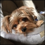 Yorkie-Kuschelbetten