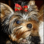 Ideale Schermaschinen für langes Körper-Haar