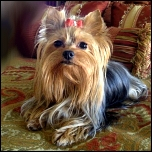 Kleine Trimmer für die leichte Pflege an Ohren, Pfoten...