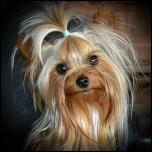 Damit Klein-Yorkie gut riecht