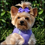 Geschirre für kleine Hunde