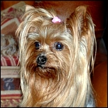 Spezial Yorkie-Pflege-Sprays