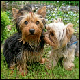 Gutes Futter für den Yorkie