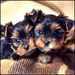 Geburt, Aufzucht & Vorsorge