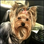 Transport-Boxen & Zubehör