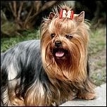 Haar- & Krallenscheren