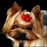 Exclusive Satinschleifen