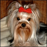 Exclusive Stoffschleifen