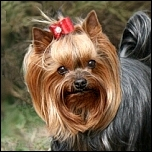 Exclusive Lederschleifen