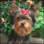 Baby- & Youngster-Schleifen