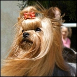 Show-Schleifen & Zubehör