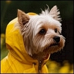 Mäntelchen bei Regen...