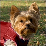 Mäntelchen gegen Kälte