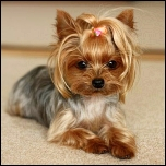 Schutzhöschen & Pippi-Stop