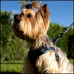 Flexi-Langlaufleinen