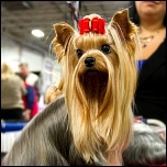 Leinen für die Ausstellung