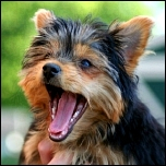 Schutz für Sie & den Yorkie