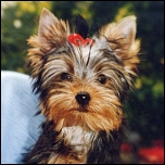 Kleinhunde-Treppchen