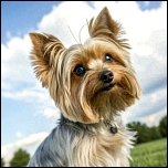 Halsbänder, Leinen & Zubehör