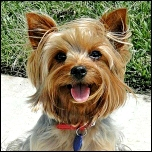 Näpfchen für alles