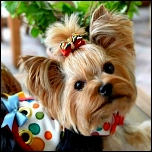 Stubenrein & Reinigung