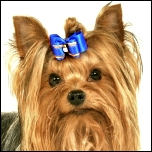 Zubehör-Box & Haartrockner