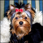 Halsband-Schmuckanhänger