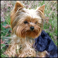 Angebote Yorkie-Taschen
