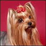 Schleifen für die Show & Zubehör