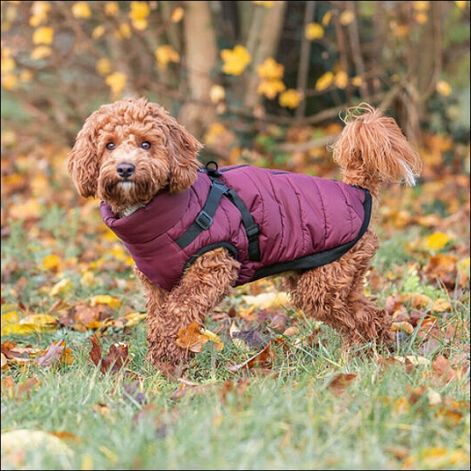 Kleinhunde-Mäntelchen »Trentino« - Cardirot