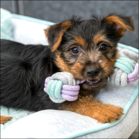 Kleinhunde Lieblings-Tau-Hantel