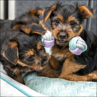 Kleinhunde Lieblings-Tau-Hantel