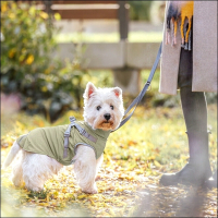Kleinhunde-Regenmäntelchen »Amrum«