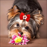 Schleifen im 2-Farben-Kombi »Flower«