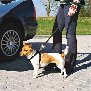 Sicherheitsgurt für kleine Hunde