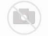 Yorkshire-Terrier-Journal