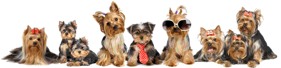 yorkies